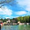 心随我愿🌹🌹🌹