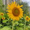 一朵向日葵🌻