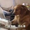 球球的故事
