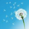 蒲公英说