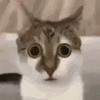 ゆき
