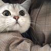 猫公子啊啊