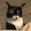 不悲伤大马猴