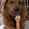 犇犇宠物