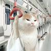 猫meme小故事