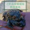 上犹县宝蟾蟾蜍养殖基地