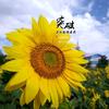 蓝樱桃