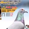 海森团队