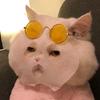 炸毛的猫