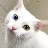 猫毛卯冒