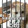一只咕咕肥鸽