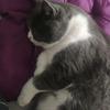 呀，一只猫