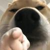 纪修染雅典娜