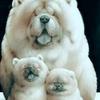 流浪狗和猫咪的家长樱桃