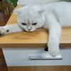 猫咪007