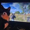 桃子玩游戏(pubg)