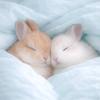 毛绒绒🐰¹¹¹⁷