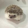 刺猬