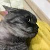 太子是只猫