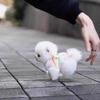小花和小宝