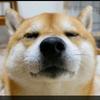 大黄爱读书