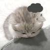 ₍ᵔ•ᴗ•ᵔ₎