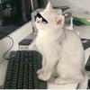 钢镚♥糖豆♥石一♥都是猫