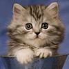 栗子猫