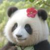 大长九转