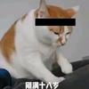 哈基先生🐈