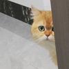 老司机护眼光（圳邦分机）