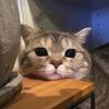 猫雷漫剪