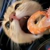 虾🦐皮