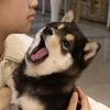 柴神旺仔