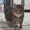 OEEAEE旋转猫(DJ猫)Ⓥ78 91