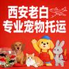 西安老白宠物托运💎💎💎