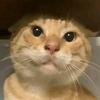 耄耄