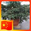 赣榆柘汪红豆家纺秦姐(广场路店）