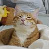 卷卷的猫生