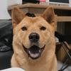 田园犬来财