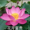 天天的分享