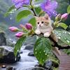 小猫珠玉嵅