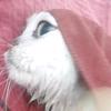 蒙娜小猫