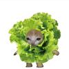 生菜猫meme小剧场