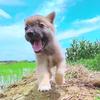 疯狂石矶撸狗记
