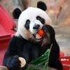 物理大熊猫