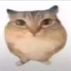 飞行猫