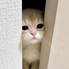我烤箱咋滴