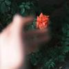 春序拾叁·鑫(见过刘宇宁版）