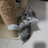ʳᵉˢᵘʳᵍᵃᵐ⁻ˣ